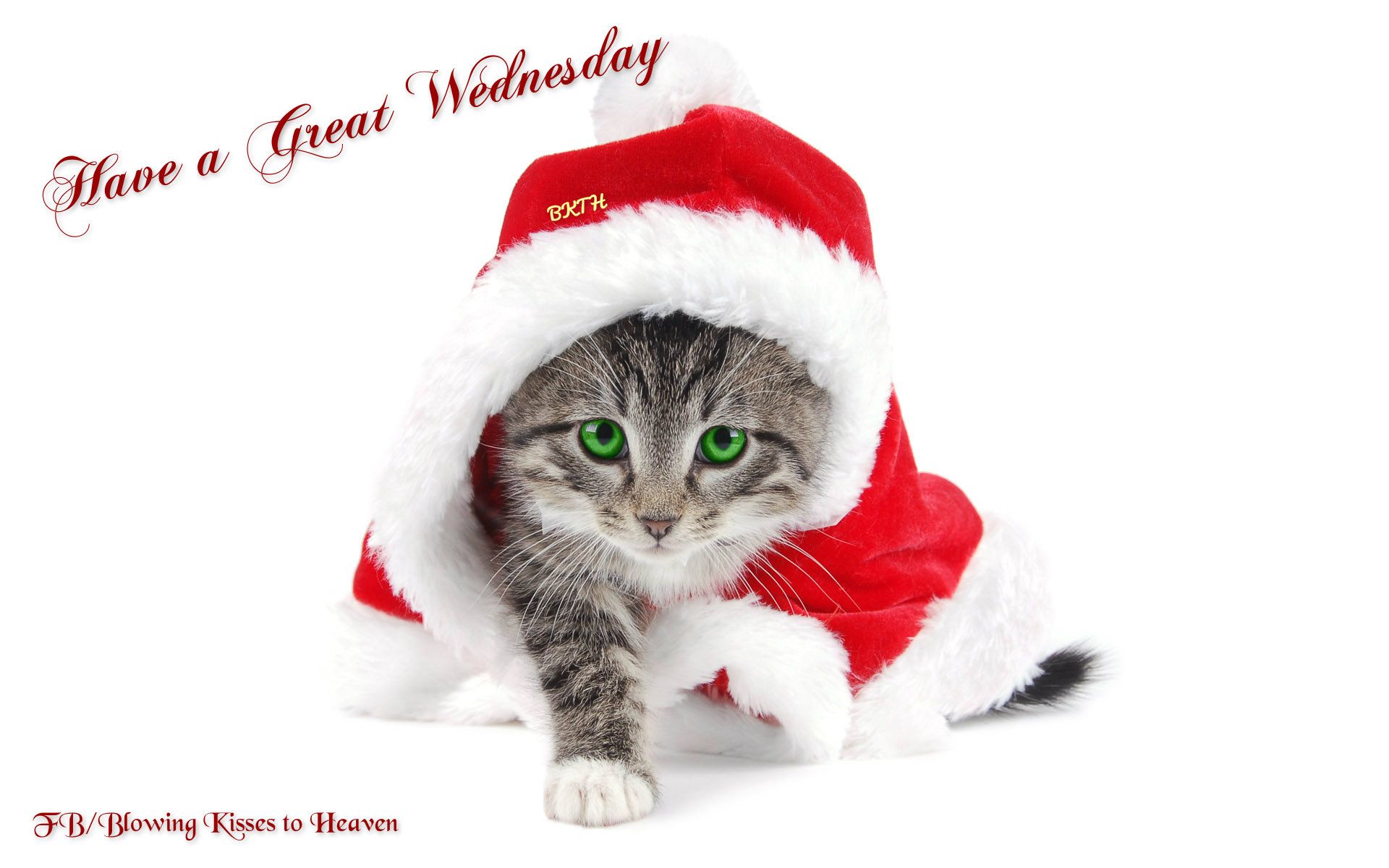 Have a great Wednesday With images Christmas kitten Christmas