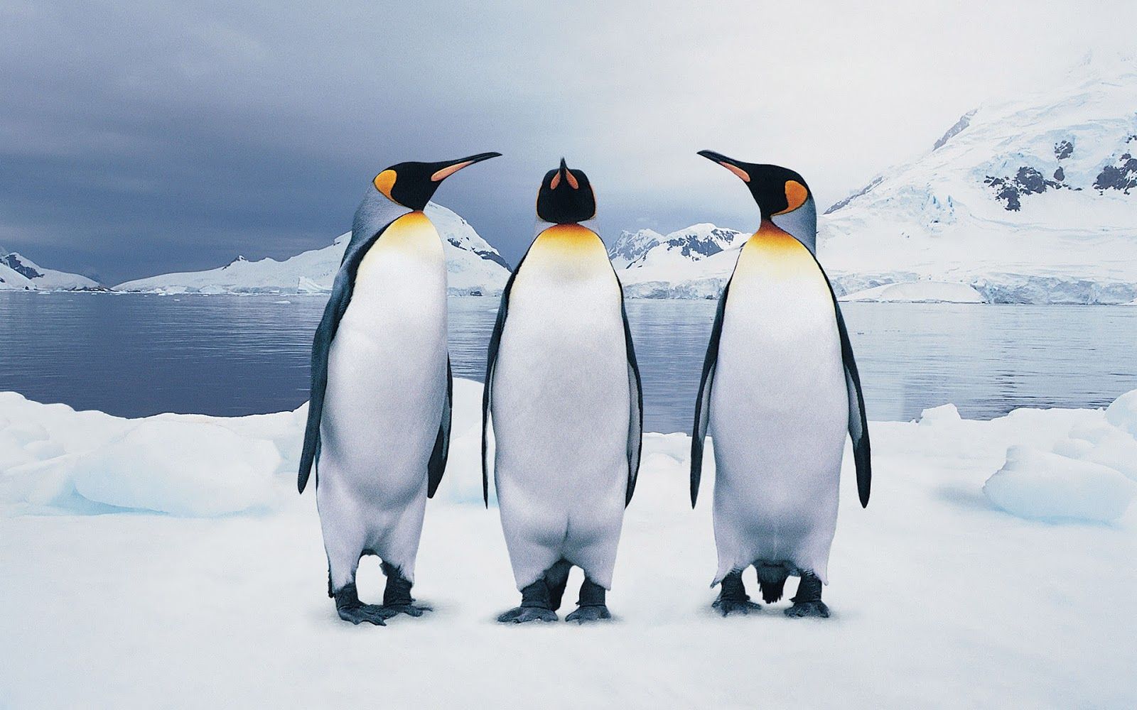 Collection Of Penguin Wallpaper On HDwallpaper Image