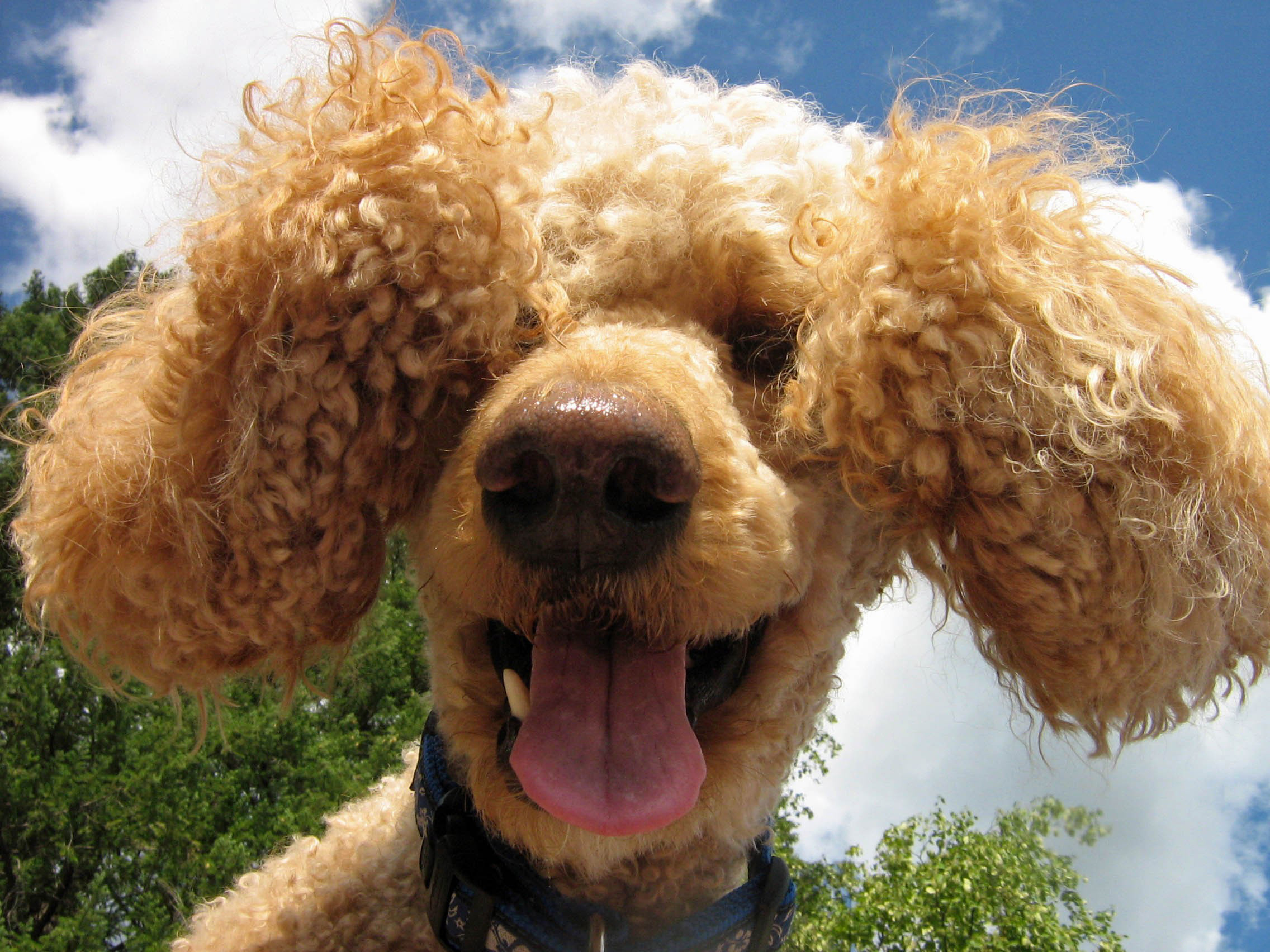 Poodle Photos Download The BEST Free Poodle Stock Photos  HD Images