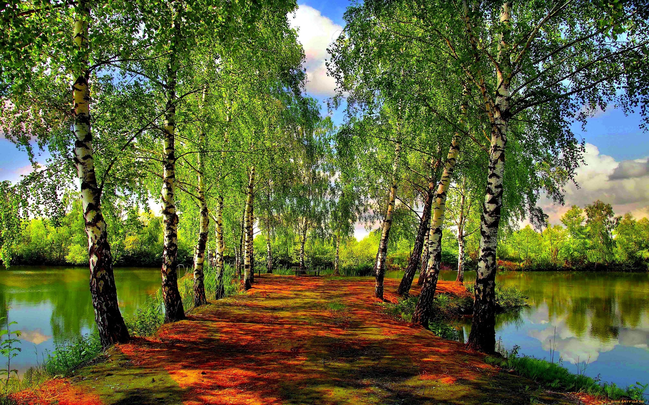 Beautiful Spring Forest Wallpaper And Image Pictures