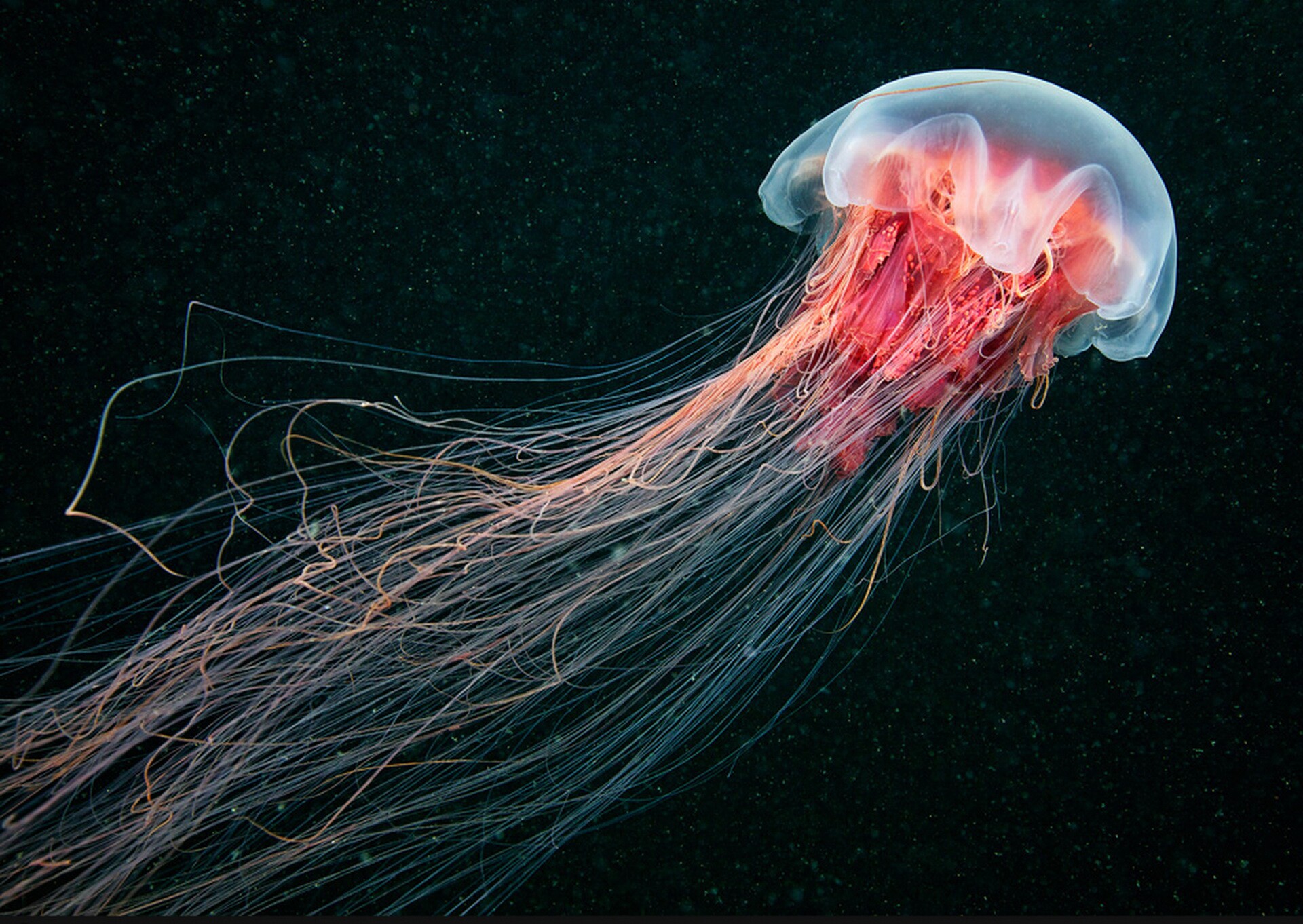 133636d1364187323 Jellyfish Wallpaper Picture X