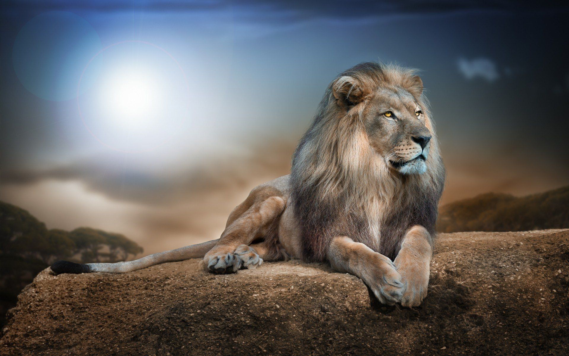 Lion Wallpaper Top Background