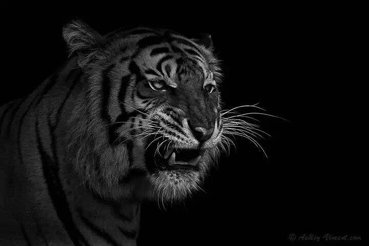 Angry tiger animals Wallpaper free desktop backgrounds and