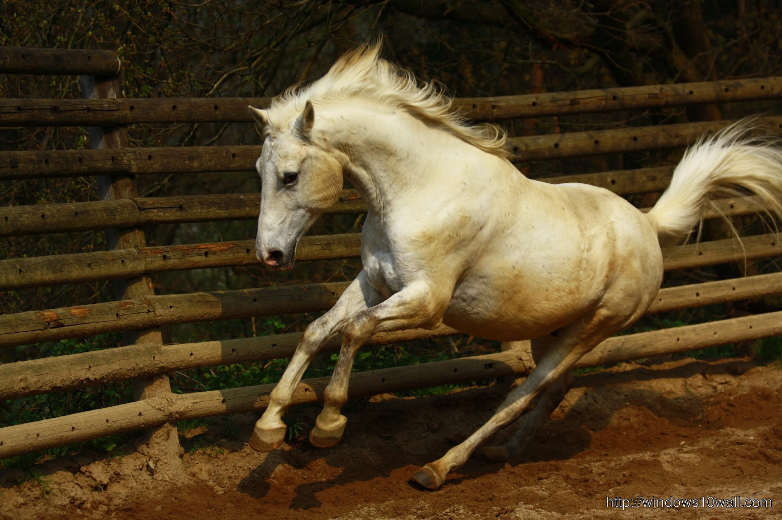 Arabian Racehorse Wallpaper