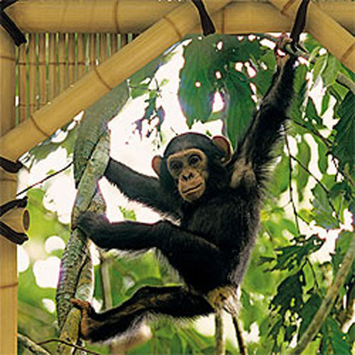 Monkey Jungle Treehouse Prepasted Large Wall Mural Accent Contemporary