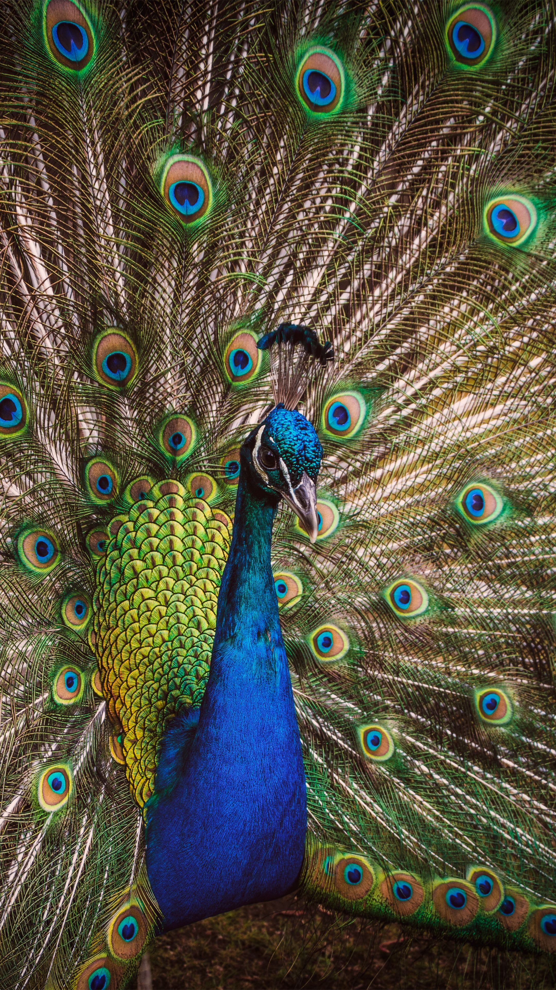 Wallpaper Peacock Bird Feathers Pattern