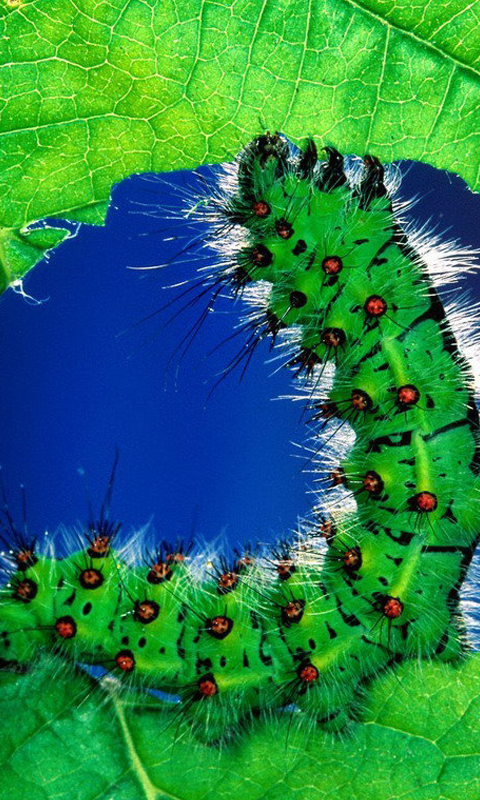 Insect HD Live Wallpaper For Android