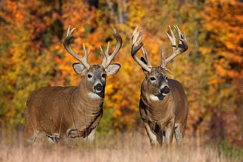 [50+] Big Whitetail Buck Wallpaper on WallpaperSafari