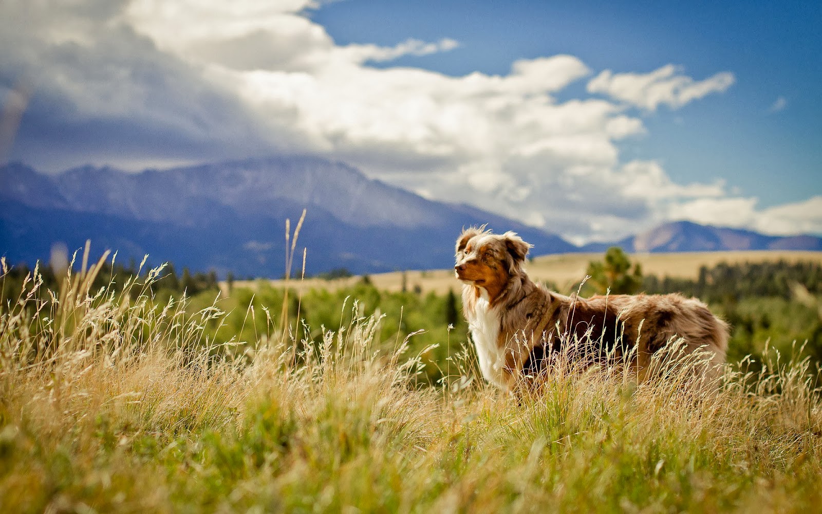Photo Of A Dog In The Open Field With High Grass HD Dogs Wallpaper