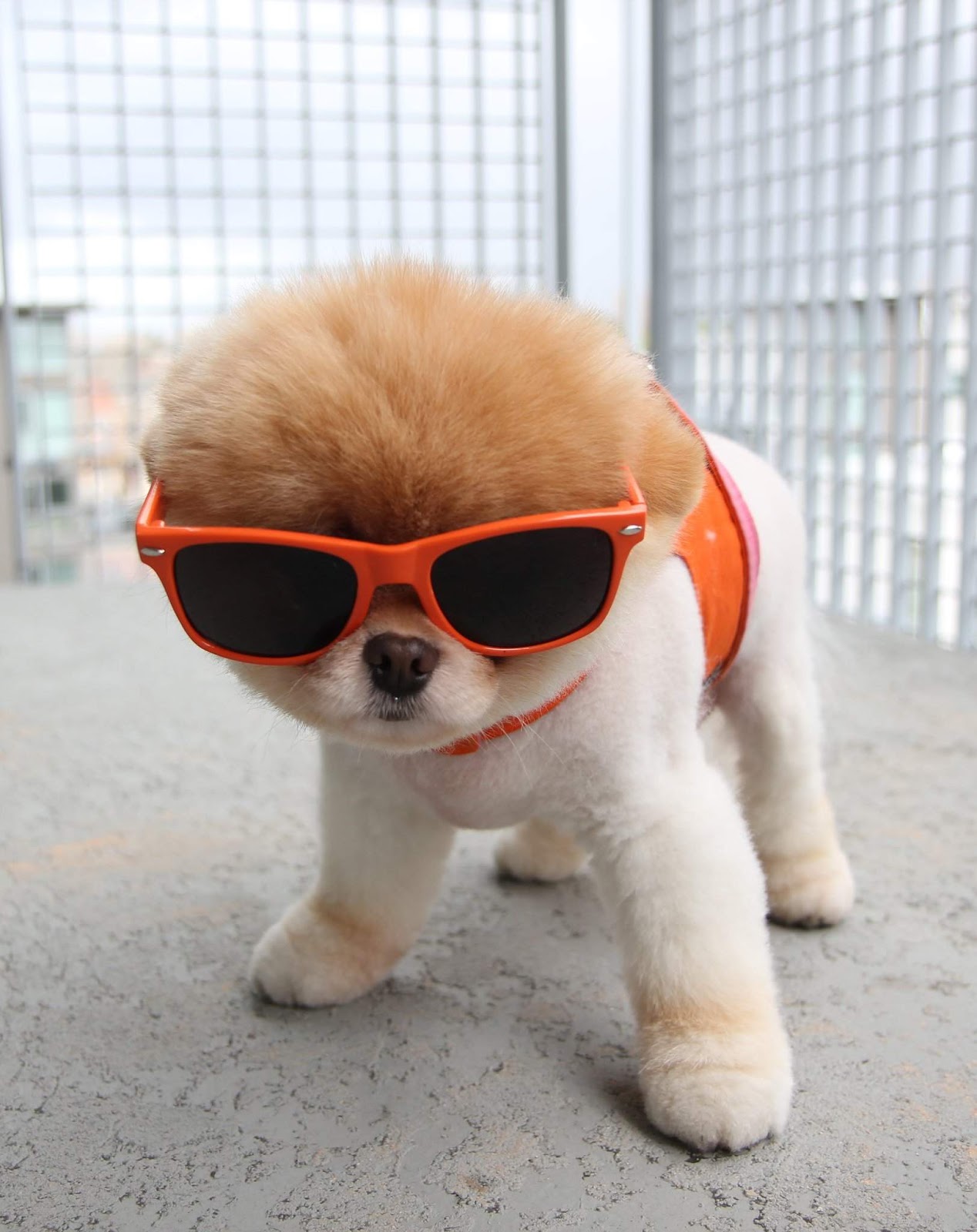 Cool Dogs HD Wallpaper