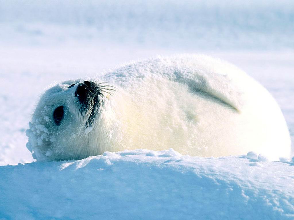Wallpaper Snow Winter White Seal Baby