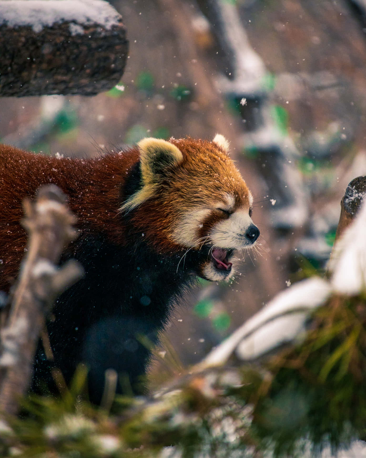Cute Red Panda Wallpaper