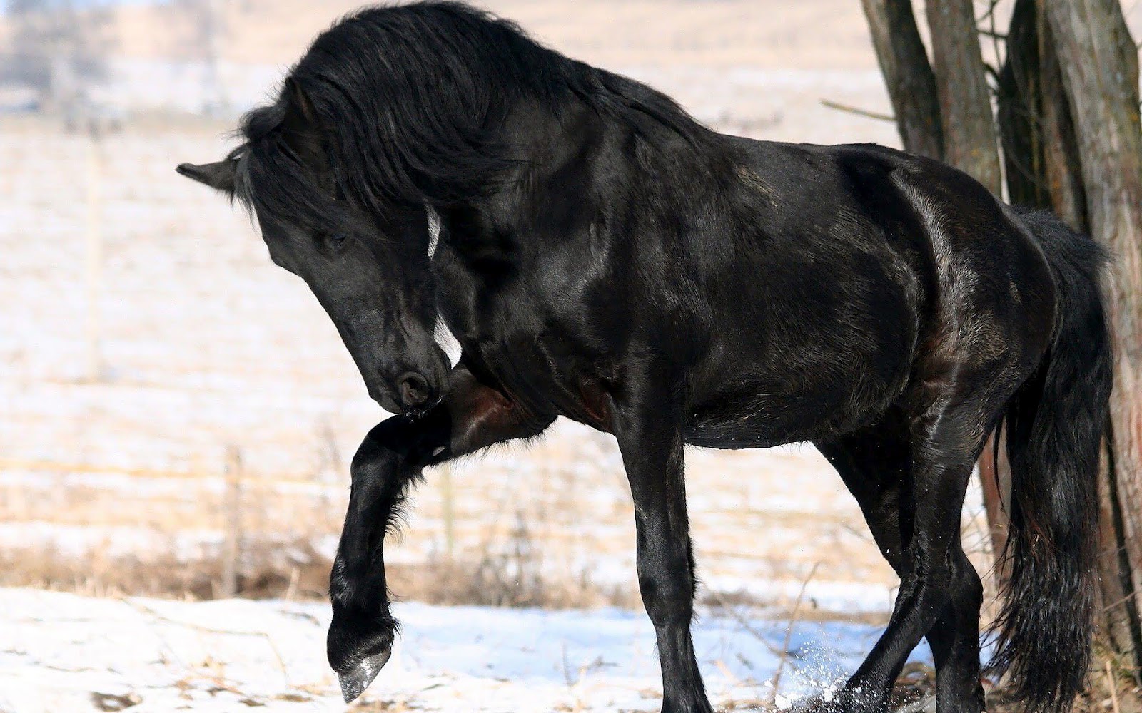 Met Een Groot Zwart Paard In De Sneeuw HD Paarden Wallpaper