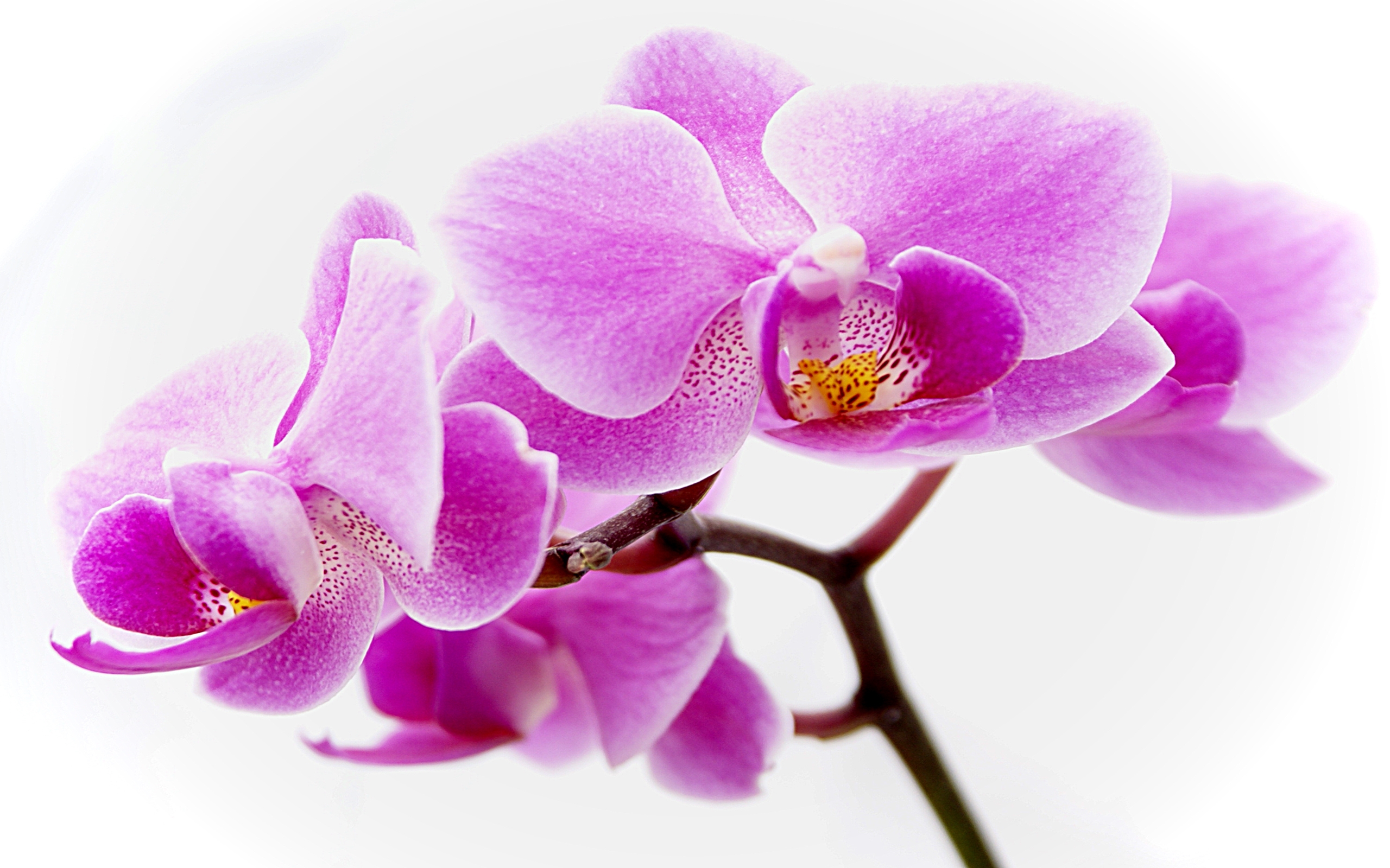 Flower Wallpaper Purple Orchid Flowers