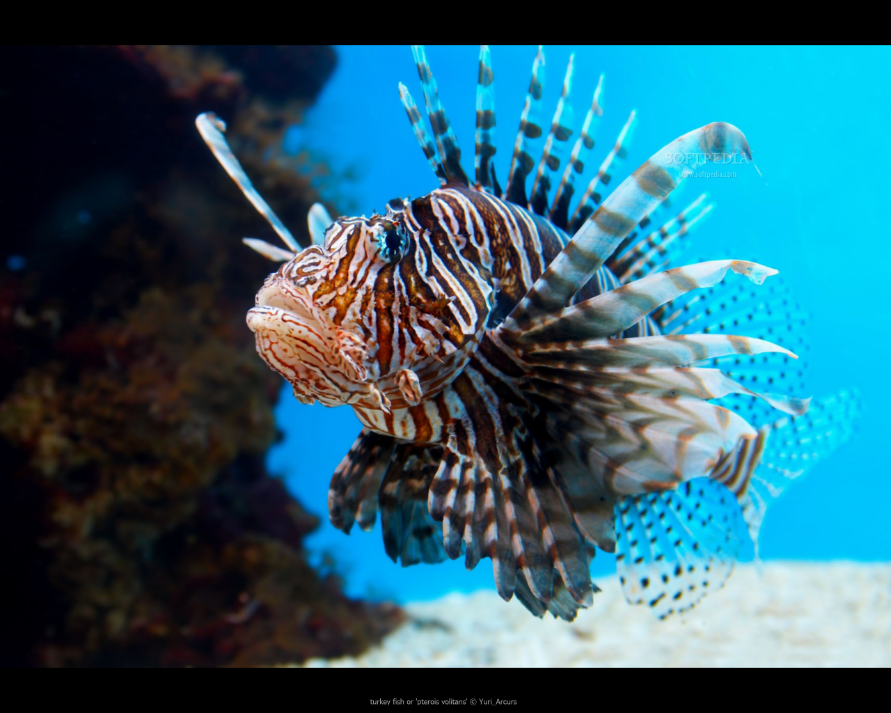 Lionfish HD Wallpaper Animals