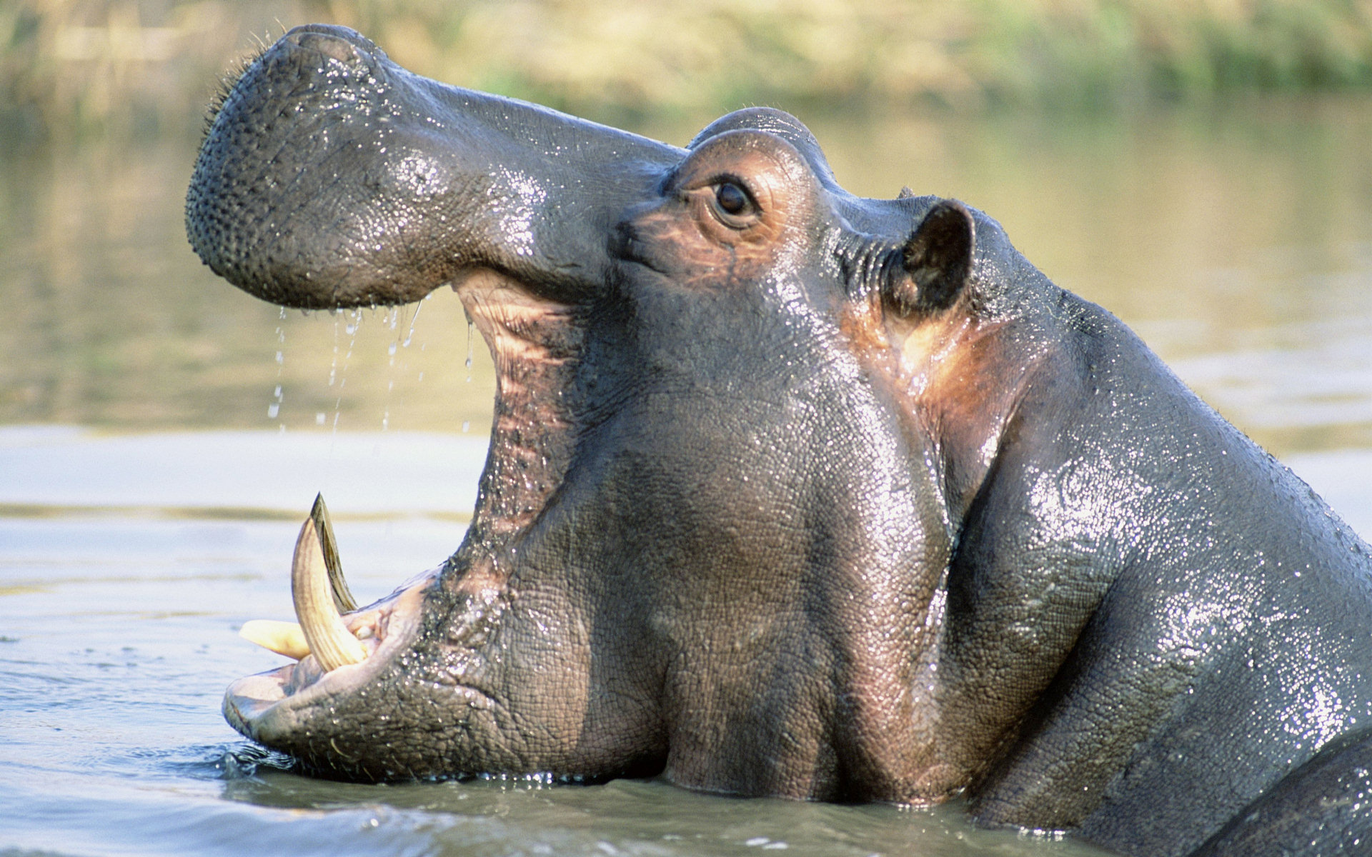 Hippo Full HD Wallpaper And Background Id
