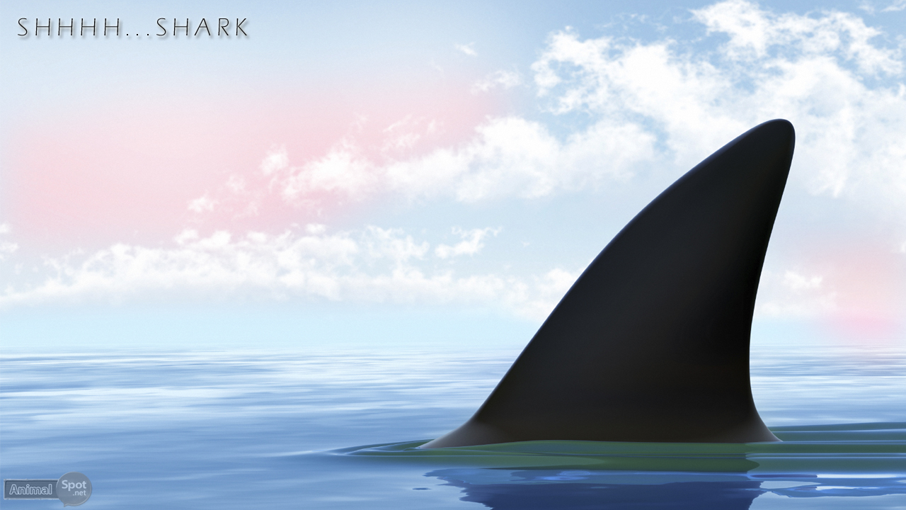 Shark Desktop Wallpaper Background
