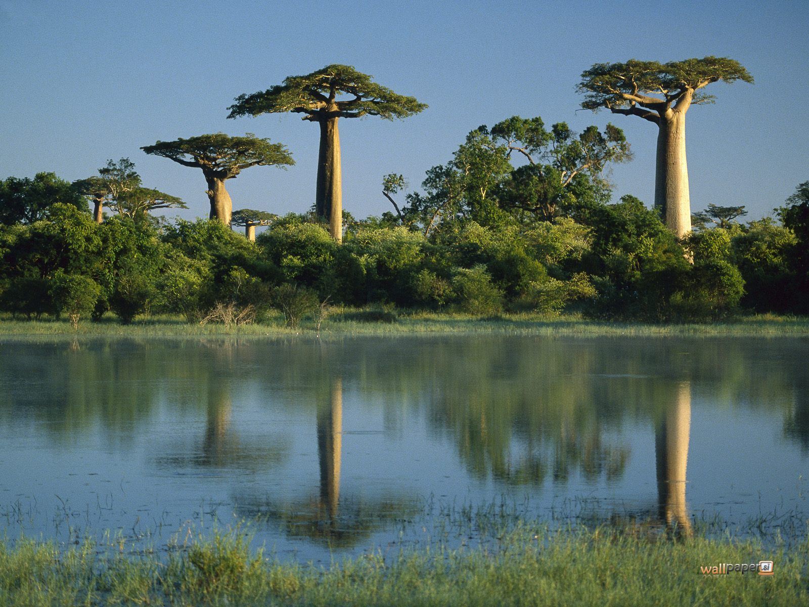 Baobab Trees Reflected In Wetlands Morondava Madagascar Wallpaper Jpg