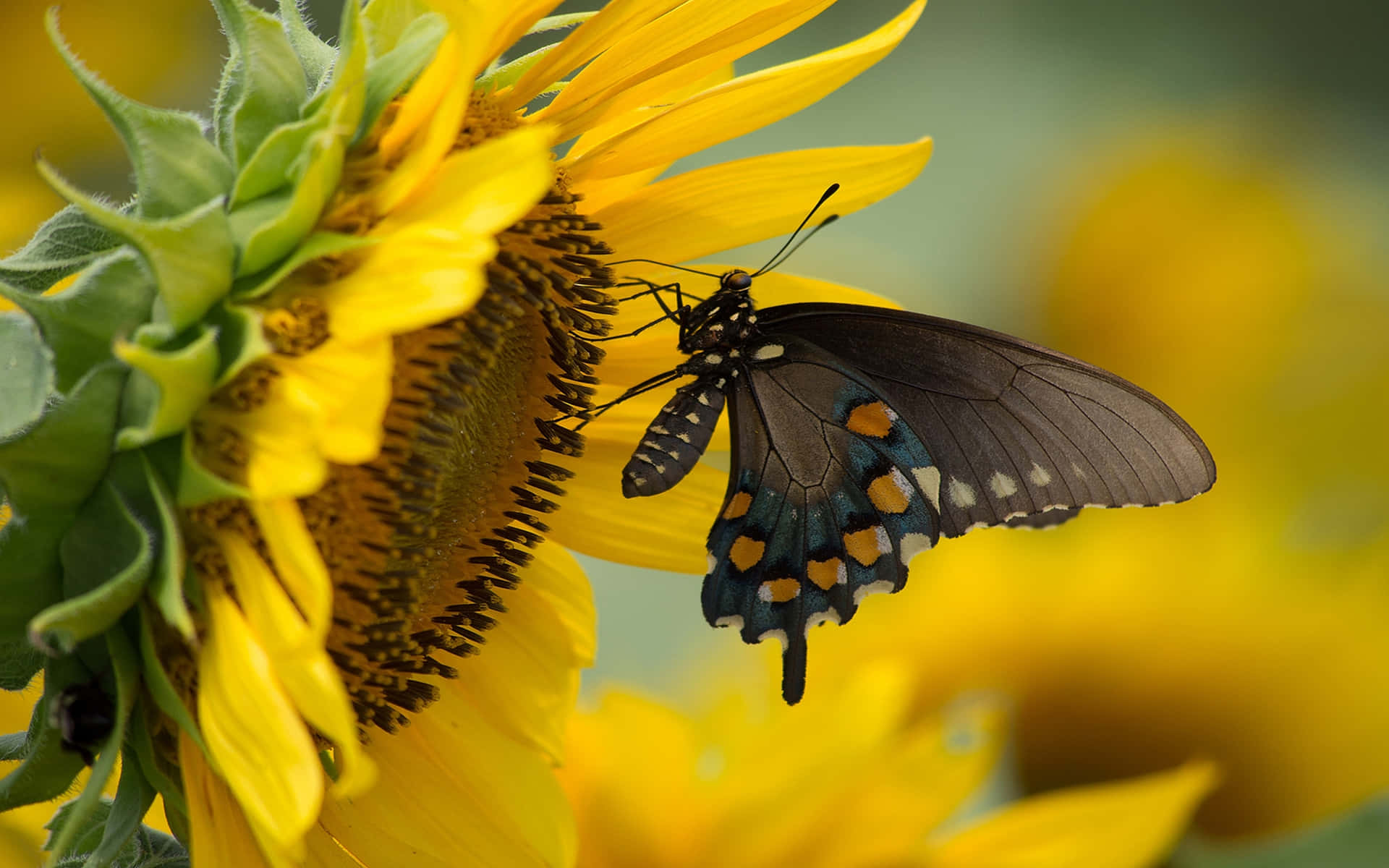 Sunflower And Butterfly Wallpaper