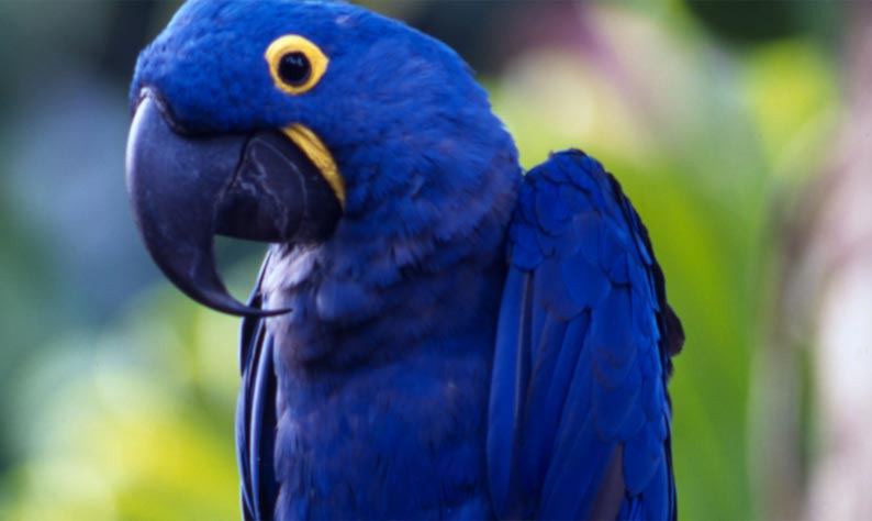 Watch Cool Hyacinth macaw New Wallpapers Pics images and pics Upload