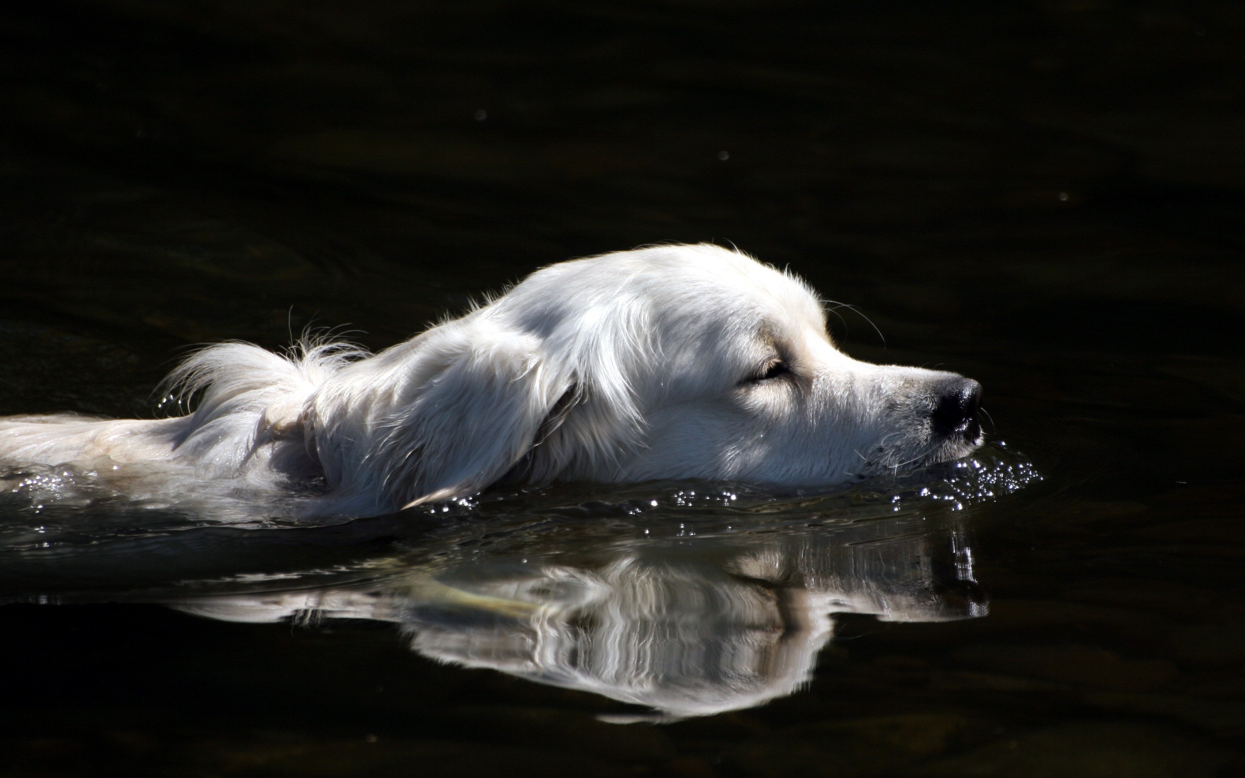 Animals dogs swimming water wallpaper
