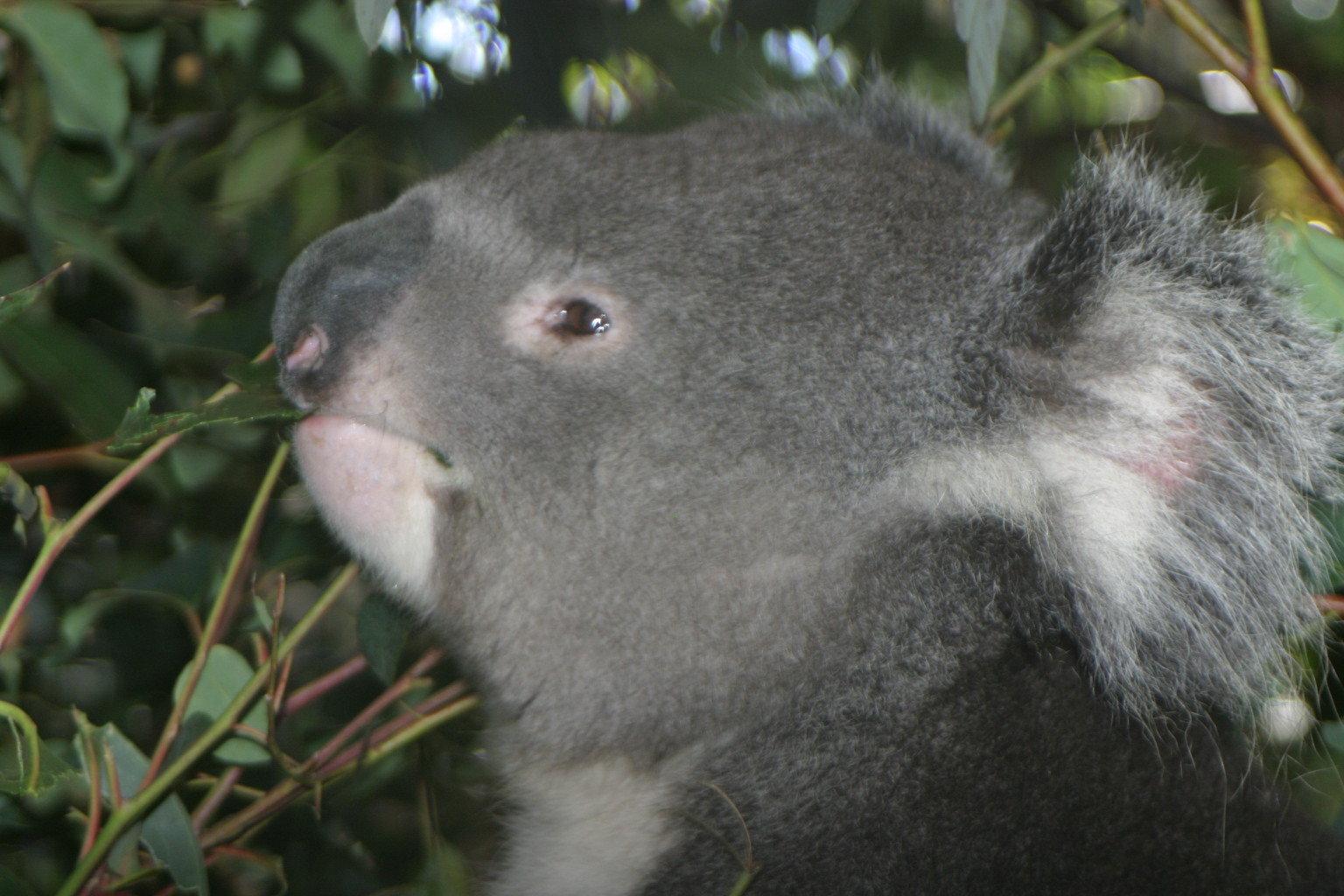 Desktop Wallpaper Koala Bear