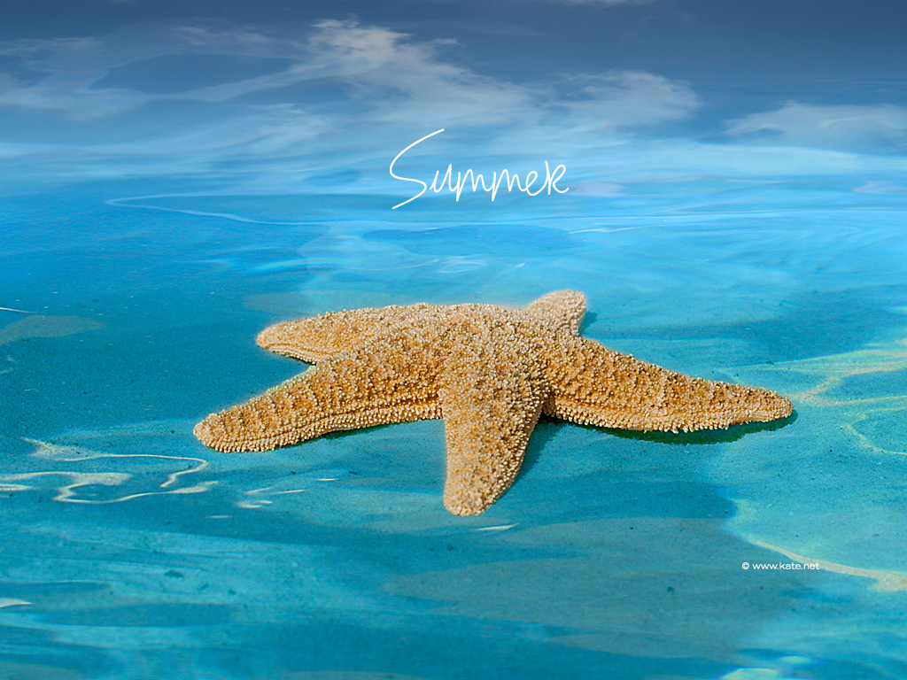 Starfish Summer For Your By Kate With Resolutions