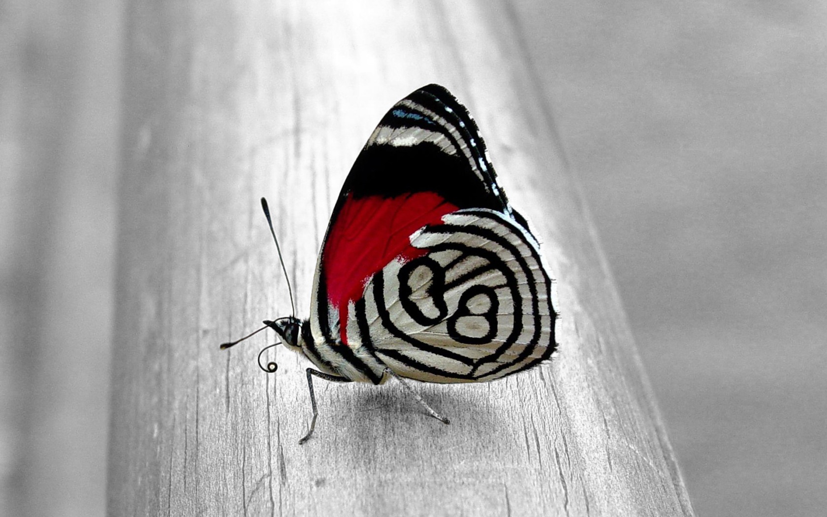 Unique Butterfly Desktop Wallpaper