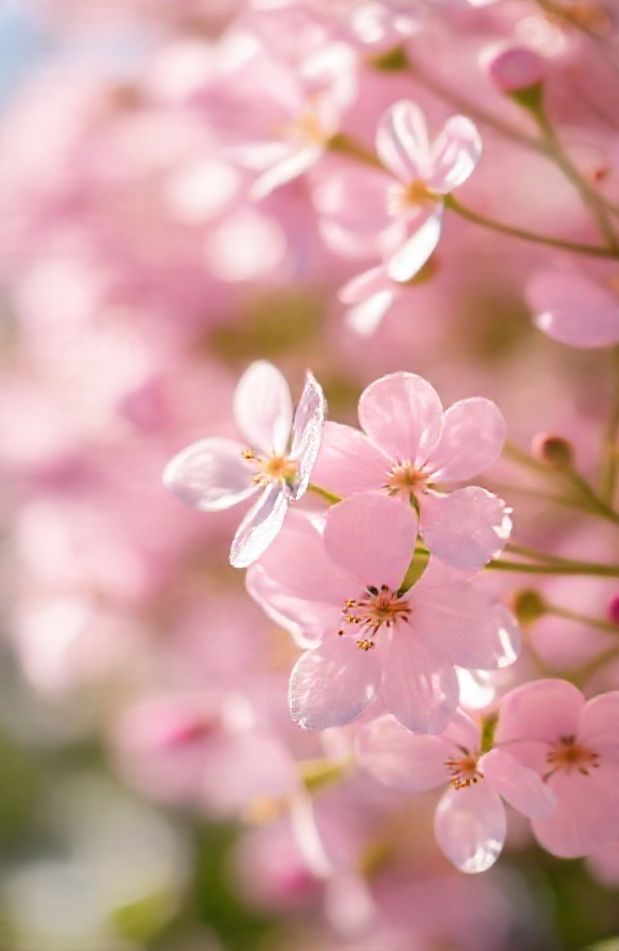 Aesthetic Flowers Wallpaper