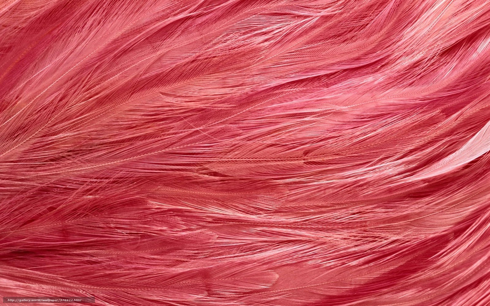  Pink Flamingos background in business free desktop wallpaper