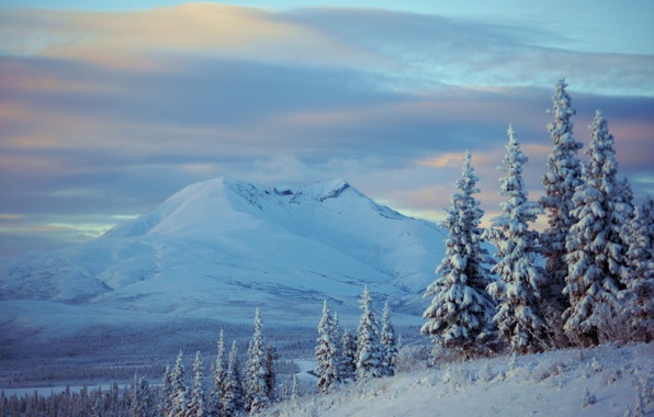 Alaska Winter Snow Mountains Spruce Trees Wallpaper
