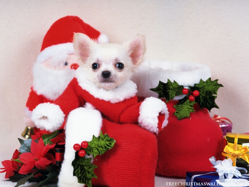 Download Christmas Puppy Dog 1024x768
