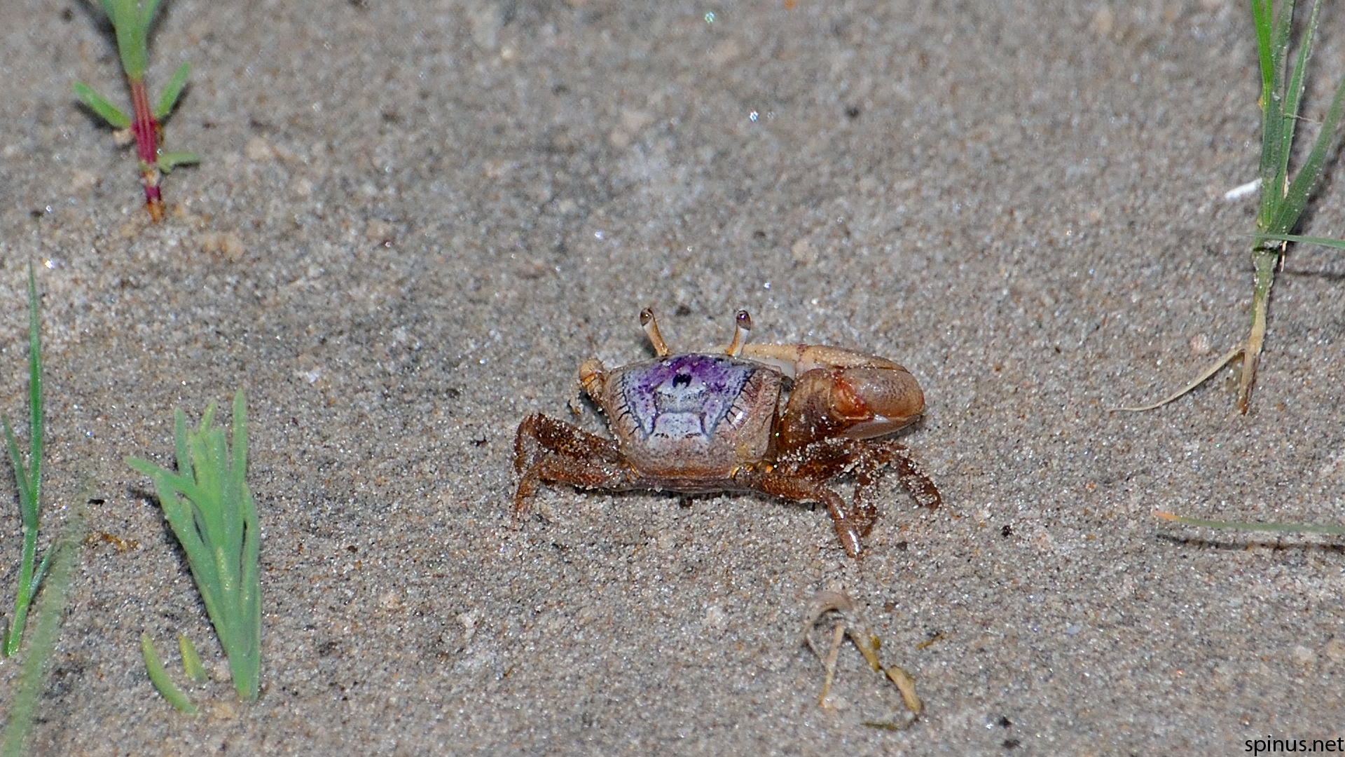 Atlantic Marsh Fiddler Crab Uca Pugnax Spinus Nature Photography