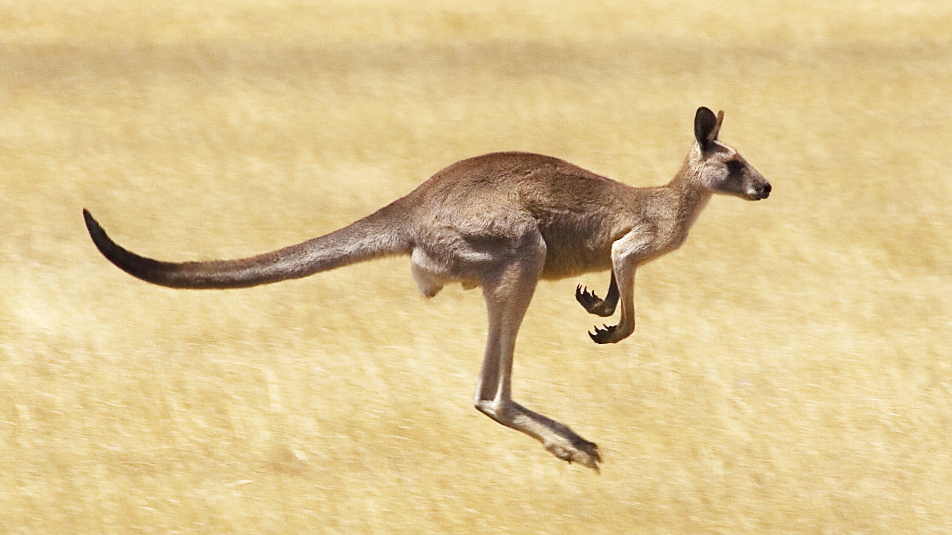 Kangaroo HD Photos Desktop Background Wallpaper Image