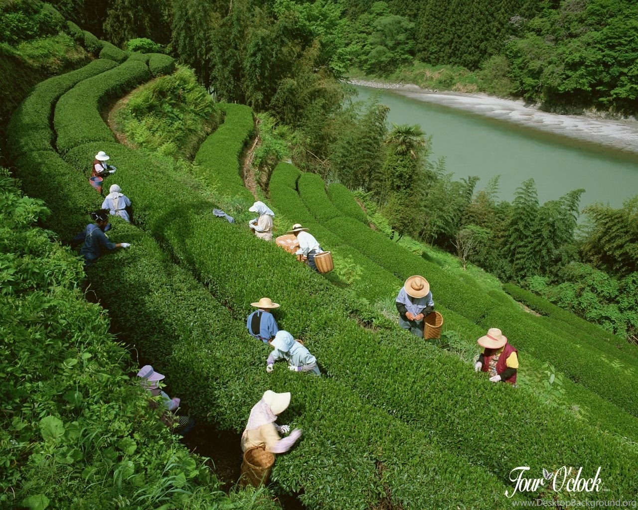 Assam Tea Garden Wallpaper Desktop Background