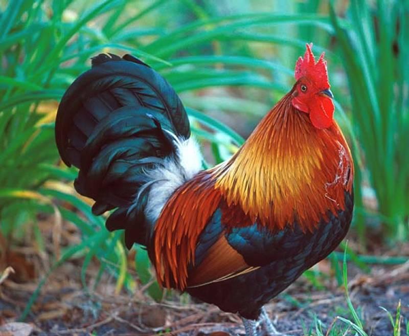 Of Roosters Crowing And Chickens Image