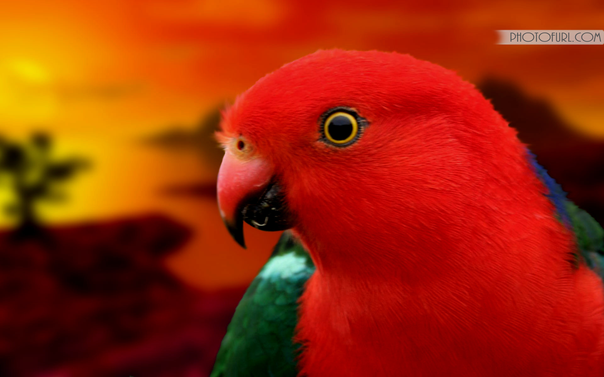 Parrot Wallpaper