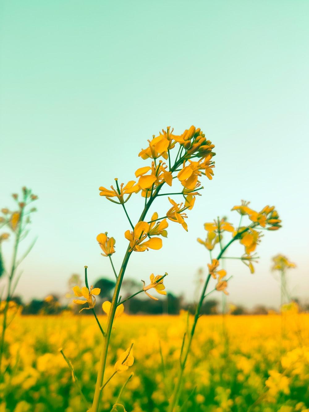 A Field Full Of Yellow Flowers Under Blue Sky Photo