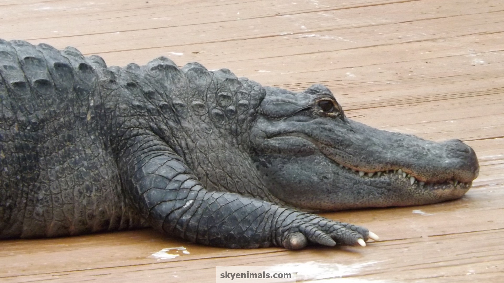 Wallpaper Alligator Image