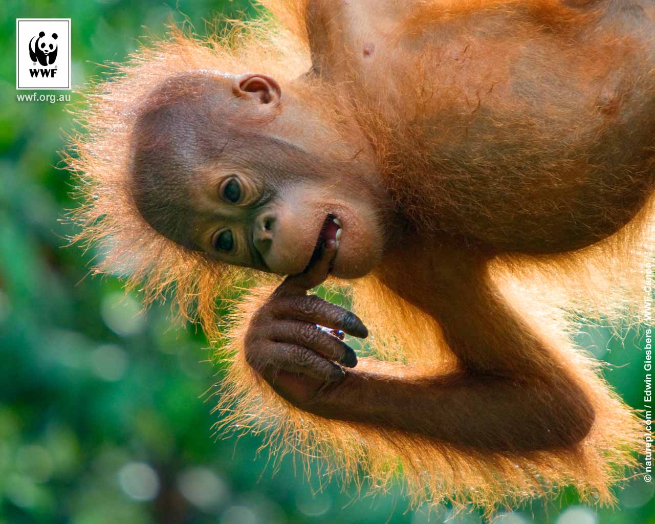 Pin Baby Orangutan Wallpaper
