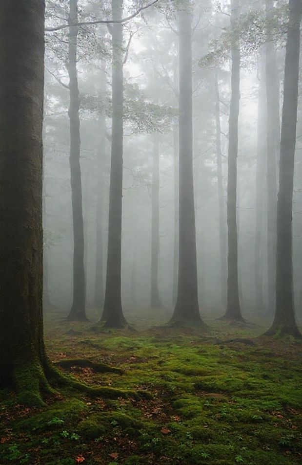 Foggy Forest Wallpaper