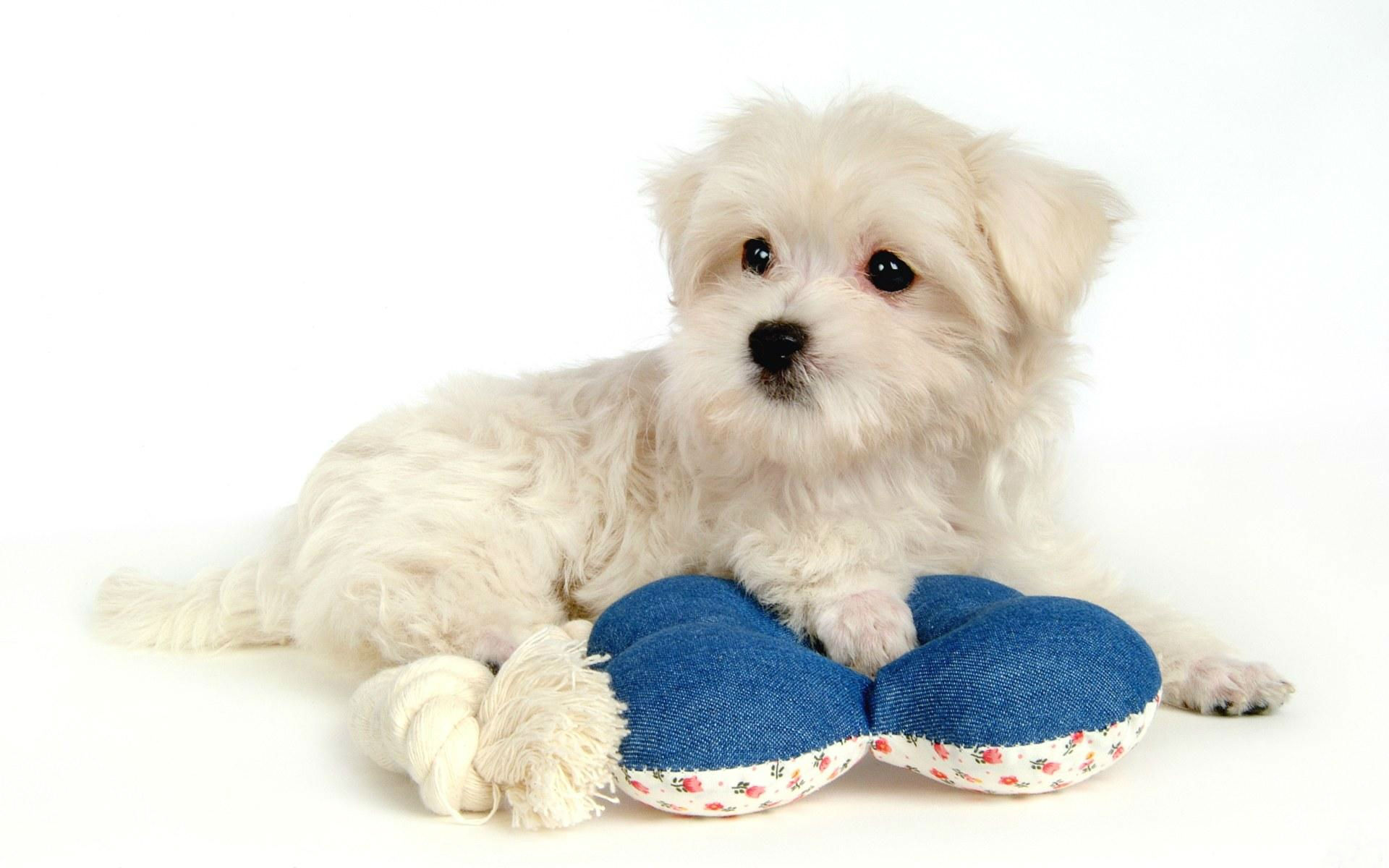 Cute Dogs Wallpaper Dog Puppy Desktop