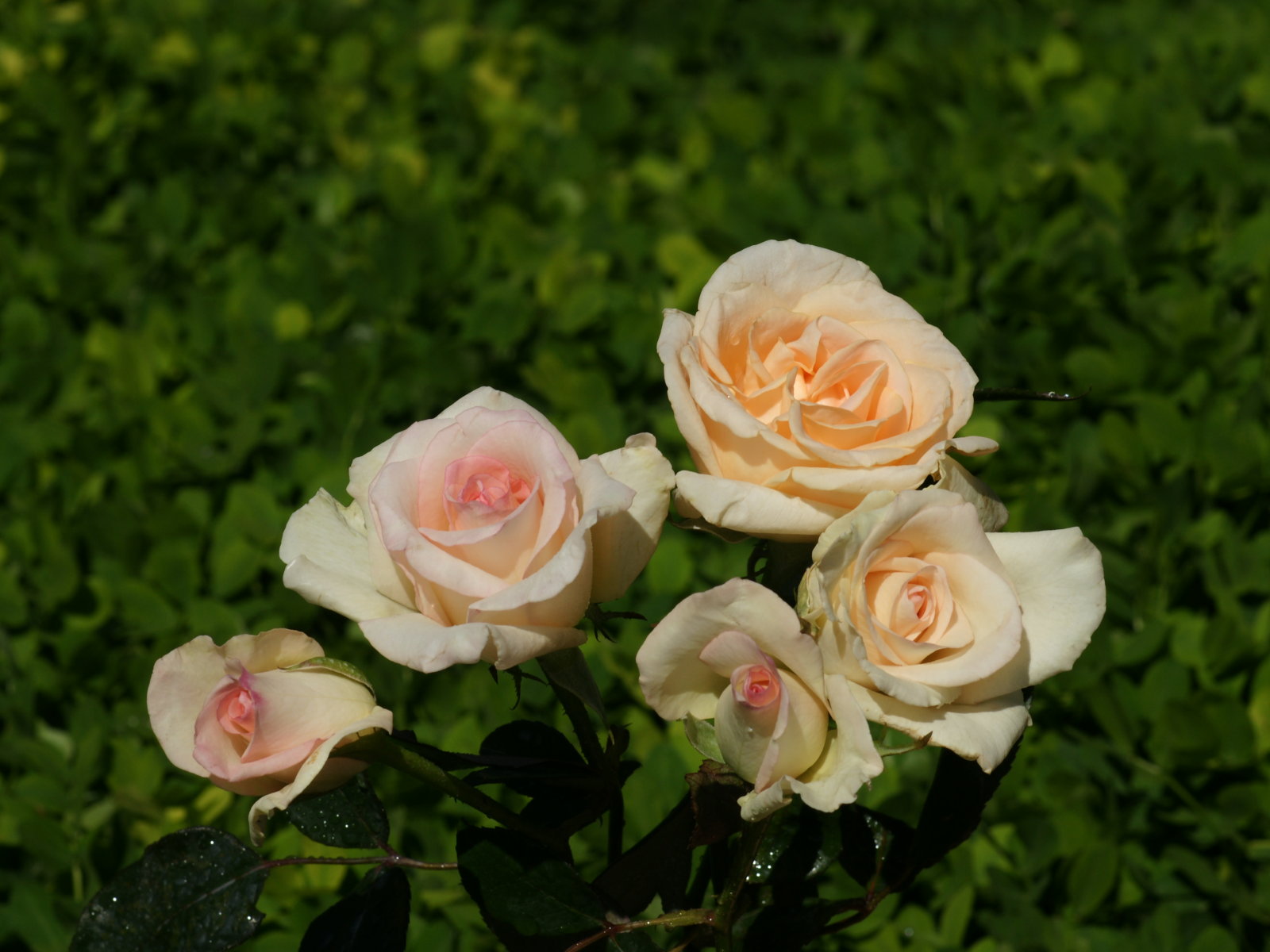 Wallpaper Rose Bouquet Dsc00903