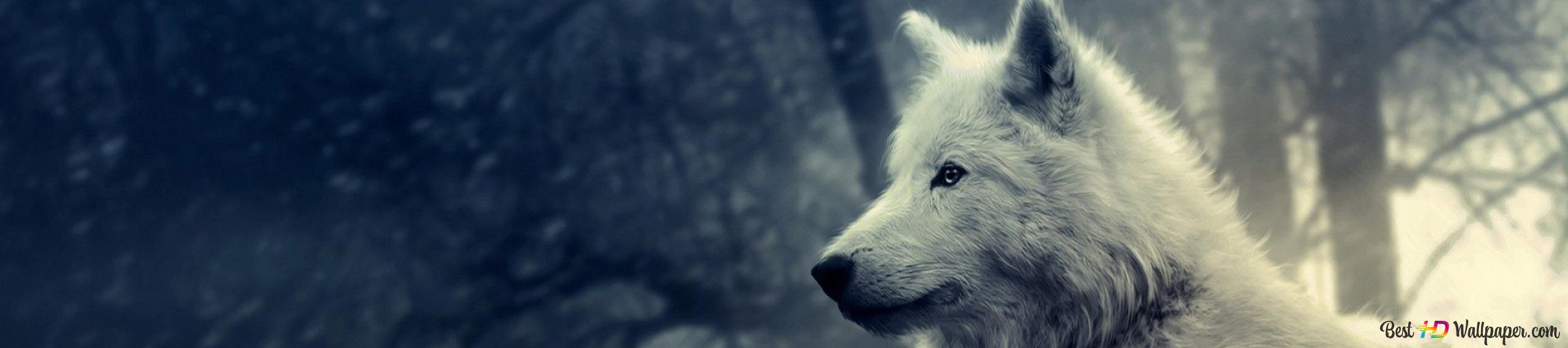 White Wolf 4k Wallpaper