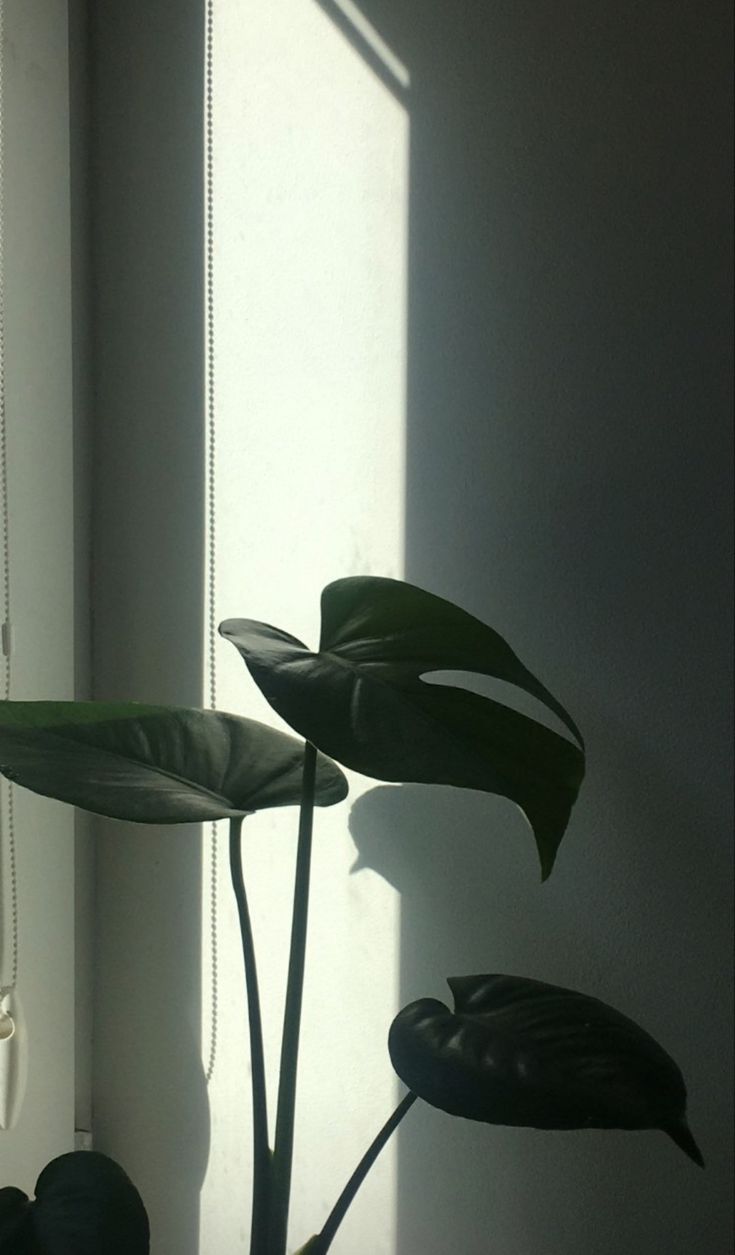 Minimalist Plant Wallpaper