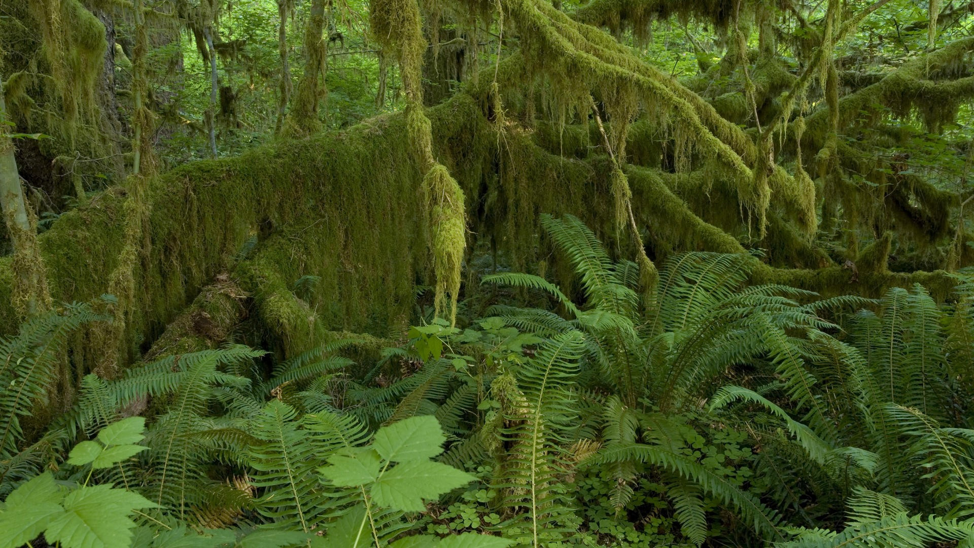 Hoh Rain Forest Olympic National Park Wallpaper