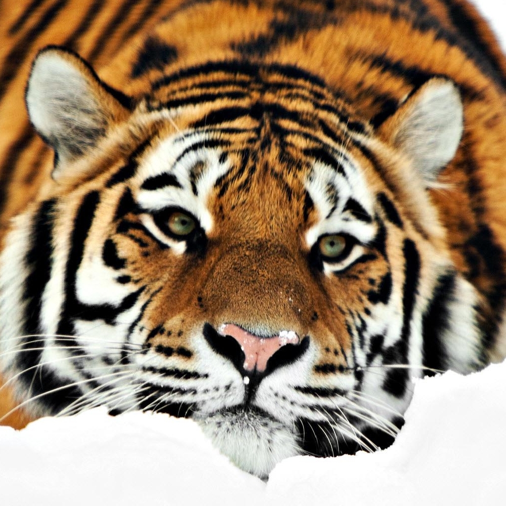 iPad Wallpaper Tiger Liegend Auf Dem Schnee