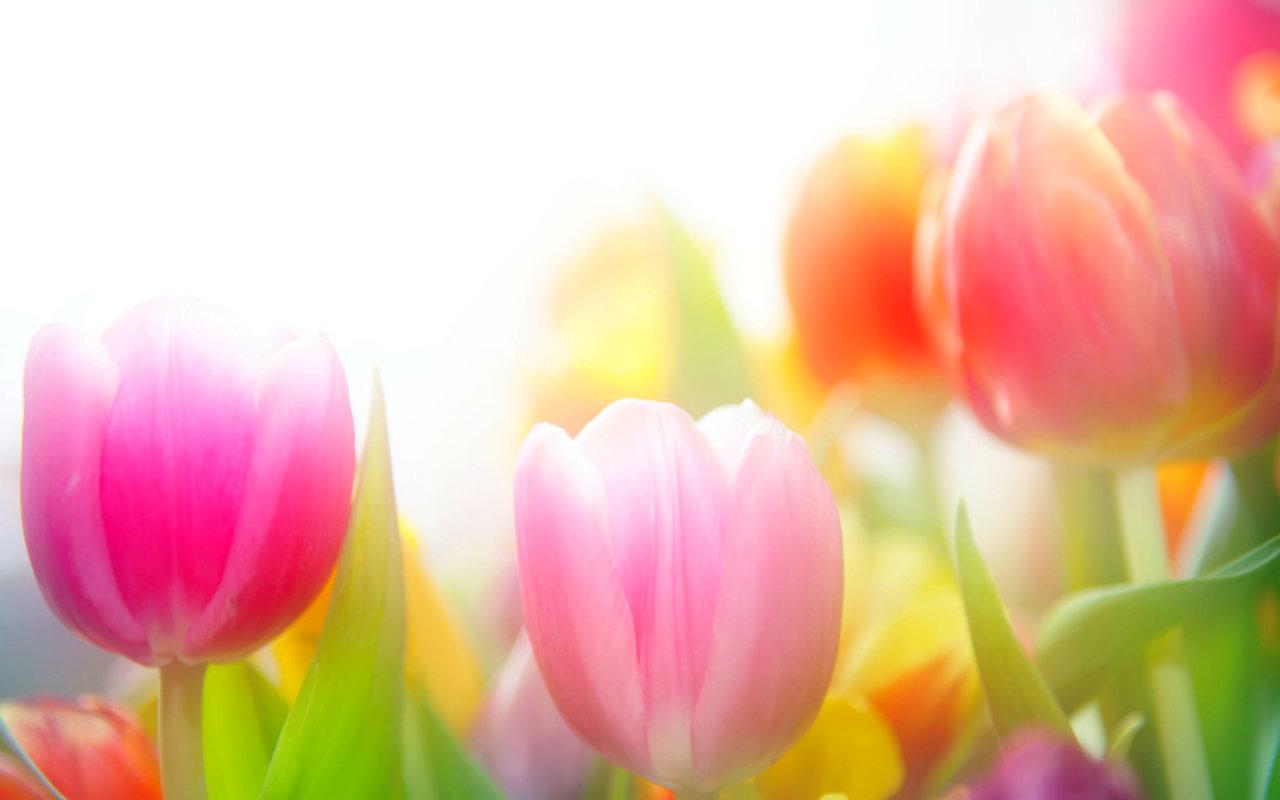 Best Tulip Background Flower Wallpaper