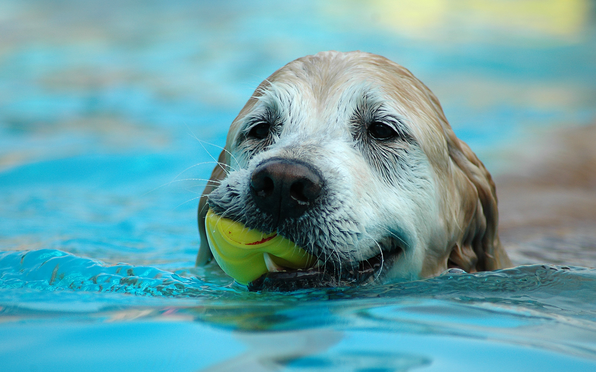  Free Download Pics Photos Wallpaper Dog Desktop 1920x1200 For Your 