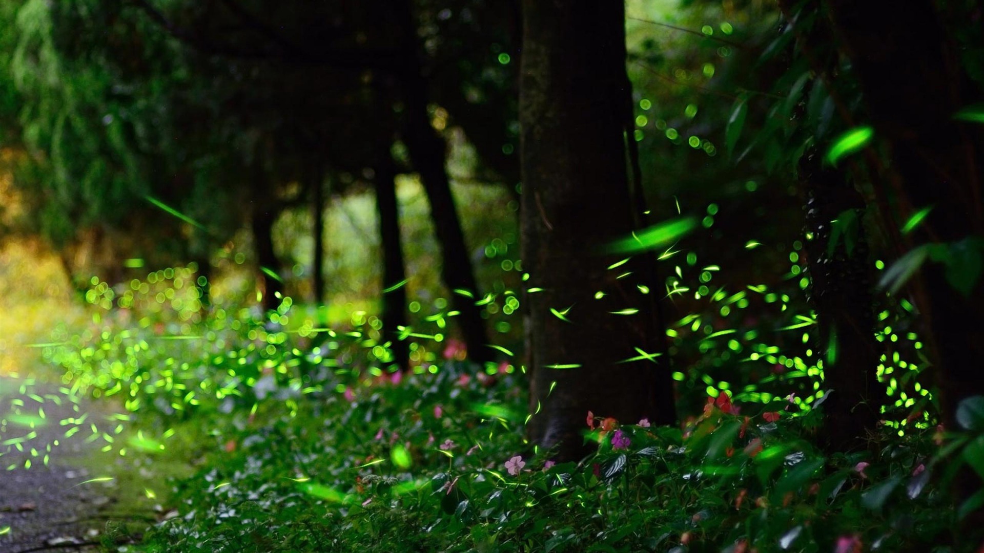 Fireflies Nature Landscape Wallpaper Full HD Desktop